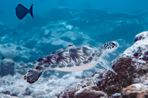 Mui, green turtle, adopted by the Maldives Underwater Initiative Green turtle swimming over rocks, Hithadhoo corner, Laamu atoll, Maldives. Image.