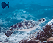 Green turtle swimming over rocks, Hithadhoo corner, Laamu atoll, Maldives. Image.