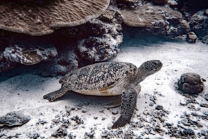 Marv, green turtle, adopted Green turtle resting on reef, Fonadhoo Beyru, Laamu atoll, Maldives. Image.