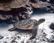 Green turtle resting on reef, Fonadhoo Beyru, Laamu atoll, Maldives. Image.