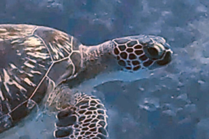 Sheldon, green turtle, adopted by Cédric Green turtle, Cocoon Housereef, Lhaviyani atoll, Maldives. Image.