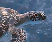 Green turtle, Cocoon Housereef, Lhaviyani atoll, Maldives. Image.