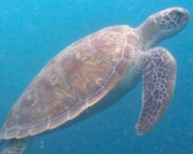 Green turtle swimming upwards, Kuredu Caves, Lhaviyani atoll, Maldives. Image.