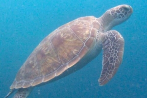 King Freddie, green turtle, adopted for Abdulla Iyaan Ahmed by Sarah Patman Green turtle swimming upwards, Kuredu Caves, Lhaviyani atoll, Maldives. Image.