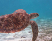 Green turtle, Dhuni Kolhu house reef, Baa atoll, Maldives. Image.