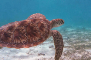 Bobby, green turtle, adopted by the Valentine family Green turtle, Dhuni Kolhu house reef, Baa atoll, Maldives. Image.