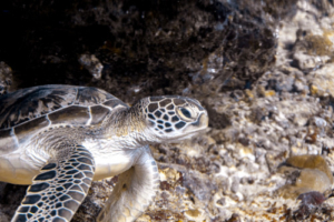 Antonella, green turtle, adopted for Niccolo, Elina and Anton Green turtle, Hithadhoo West, Laamu atoll, Maldives. Image.