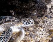 Green turtle, Hithadhoo West, Laamu atoll, Maldives. Image.