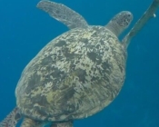 Male green turtle swimming into the blue, Kuredu Caves, Lhaviyani atoll, Maldives. Image.