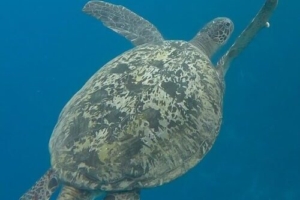 Patman, green turtle, adopted for Sarah Patman by Abdulla Iyaan Ahmed Male green turtle swimming into the blue, Kuredu Caves, Lhaviyani atoll, Maldives. Image.