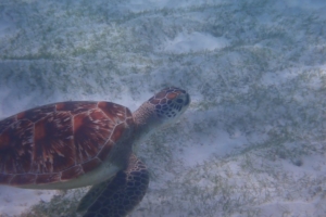 Alice, green turtle, adopted for Alice Green turtle, Kuredu Lagoon, Lhaviyani atoll, Maldives. Image.
