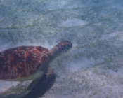 Green turtle, Kuredu Lagoon, Lhaviyani atoll, Maldives. Image.