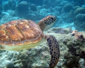 Green turtle swimming over reef, Kuredu Caves, Lhaviyani atoll, Maldives. Image.