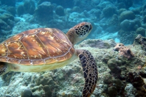 Joy, green turtle, adopted Green turtle swimming over reef, Kuredu Caves, Lhaviyani atoll, Maldives. Image.