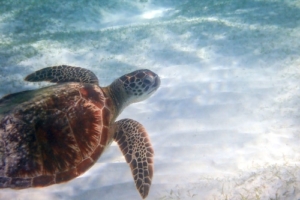 Ohana, green turtle, adopted by Amélie Fahrni Green turtle swimming in sandy lagoon, Kuredu house reef, Lhaviyani atoll, Maldives. Image.