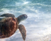 Green turtle swimming in sandy lagoon, Kuredu house reef, Lhaviyani atoll, Maldives. Image.