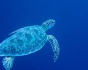 Green turtle swimming in the blue, Wall, Lhaviyani atoll, Maldives. Image.