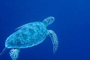Kai'opua, green turtle, adopted by Nancy for Manami Green turtle swimming in the blue, Wall, Lhaviyani atoll, Maldives. Image.