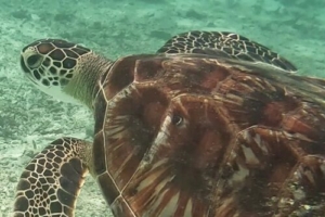 Miraflores, green turtle, adopted by Anthony and Shirley Jackson Green turtle, Dhuni Kolhu house reef, Baa atoll, Maldives. Image.