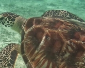 Green turtle, Dhuni Kolhu house reef, Baa atoll, Maldives. Image.