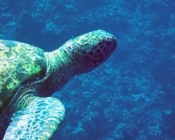 Green turtle, Kuredu Caves, Lhaviyani atoll, Maldives. Image.