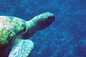 Luana, green turtle, adopted for Carolyn Green turtle, Kuredu Caves, Lhaviyani atoll, Maldives. Image.