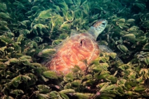 Fehi Wojo, green turtle, adopted by Jonathan and Megan Green turtle feeding in seagrass meadow, Seagrass AB, Laamu atoll, Maldives. Image.