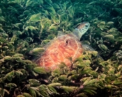 Green turtle feeding in seagrass meadow, Seagrass AB, Laamu atoll, Maldives. Image.