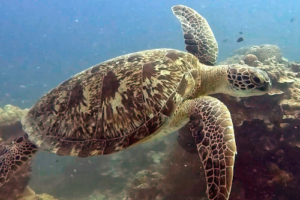 Olivia, green turtle, adopted for Olivia Olsen by Reveries Diving Village Green turtle swimming over rocks, Velaa Thila, Laamu atoll, Maldives. Image.