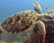 Green turtle swimming over rocks, Velaa Thila, Laamu atoll, Maldives. Image.