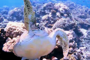 Sonya, green turtle, adopted by Mohamed Jailam for Sofia Bashanova Green turtle with front flipper up, Gemanafushi Channel, Gaafu atoll, Maldives. Image.
