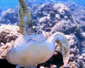 Green turtle with front flipper up, Gemanafushi Channel, Gaafu atoll, Maldives. Image.
