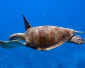 Green turtle swimming in the blue, Medhufaru, Noonu atoll, Maldives. Image.