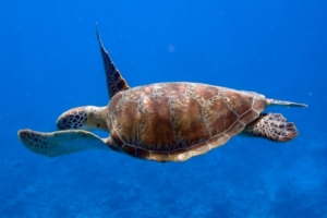 Firework, green turtle, adopted Green turtle swimming in the blue, Medhufaru, Noonu atoll, Maldives. Image.