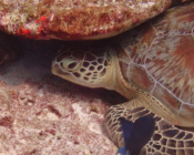 Green turtle restin under a rock, Medhufaru House Reef, Noonu atoll, Maldives. Image.