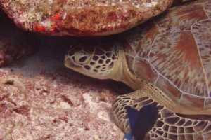 Savior, green turtle, adopted by Haisham & Ziyan Green turtle restin under a rock, Medhufaru House Reef, Noonu atoll, Maldives. Image.