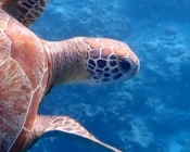 Green turtle, Baros House Reef, North Male atoll, Maldives. Image.