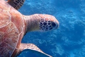 Sophie, green turtle, adopted by Daniel for Sophie Green turtle, Baros House Reef, North Male atoll, Maldives. Image.