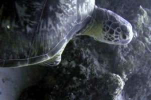 Sanfa, green turtle, adopted by Intour Maldives Green turtle swimming out of a cave, One Palm Island House Reef, North Male Atoll, Maldives. Image.