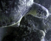 Green turtle swimming out of a cave, One Palm Island House Reef, North Male Atoll, Maldives. Image.