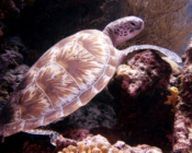 Green turtle resting on coral reef, Peak, Lhaviyani atoll, Maldives. Image.