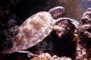 Squish, green turtle, adopted by Vivienne Schneider Green turtle resting on coral reef, Peak, Lhaviyani atoll, Maldives. Image.