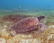 Green turtle eating seagrass, Le Meridien lagoon, Lhaviyani atoll, Maldives. Image.