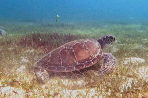 Shelbow, green turtle, adopted by Ellisse Green turtle eating seagrass, Le Meridien lagoon, Lhaviyani atoll, Maldives. Image.