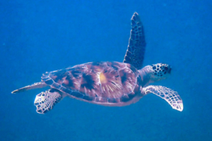 Caspar, green turtle, adopted for Caspar Green turtle, swimming in the blue, Seagrass AB, Laamu Atoll, Maldives. Image.