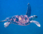 Green turtle, swimming in the blue, Seagrass AB, Laamu Atoll, Maldives. Image.