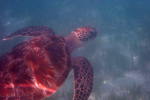 Turtlellini, green turtle, adopted by Malte and Dana Green turtle swimming over seagrass, Dhuni Kolhu house reef, Baa atoll, Maldives. Image.