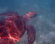 Green turtle swimming over seagrass, Dhuni Kolhu house reef, Baa atoll, Maldives. Image.
