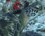 Green turtle resting, Hithadhoo Corner, Laamu Atoll, Maldives. Image.