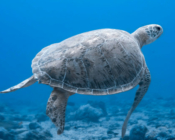 Rare leucistic green sea turtle swimming over reef, Hithadhoo Corner, Laamu atoll, Maldives. Image.
